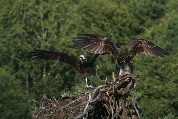 Osprey or more specifically the western osprey (Pandion haliaetus) — also called sea hawk, river hawk, and fish hawk