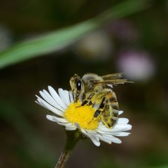 honey bee collecting nectar on a daisy flower