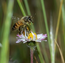 honey bee flyingvon a flower on blurred background of green grass 