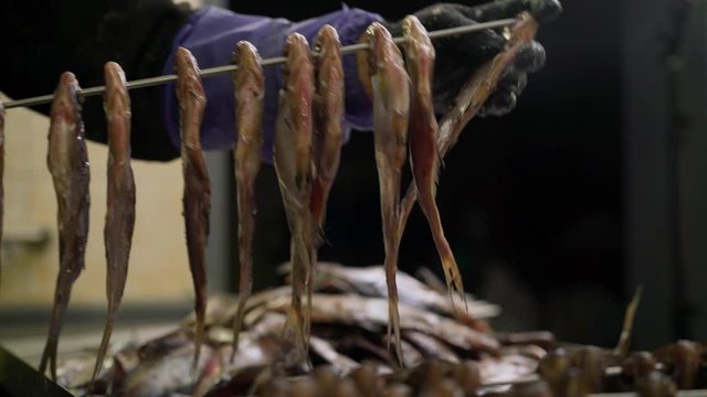 Fish processing plant. Dryer for processing fish. The worker puts the fish on the knitting needles. Raw fish pulled on knitting needles.