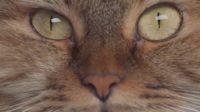 A macro shot of a young tabby cat's face. Focus on his gorgeous green eyes!
