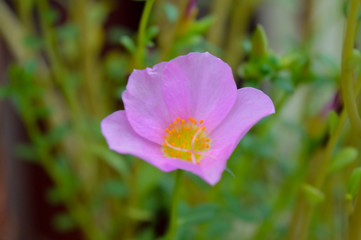 cute pink flower isolated on blur background 