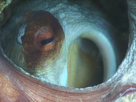 octopus underwater close up ventouse tentacles ocean scenery