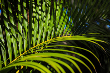 Palm Frond in Partial Sun with Shadows on a Florida Keys Island