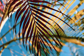 Abstract Tropical Palm Leaf Pattern of Red, Yellow and Green with Blue Sky Background in the Florida Keys