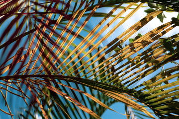 Colorful Palm Fronds Overlapping in Tropical Setting of a Florida Keys Island