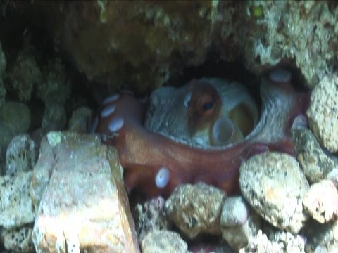 octopus underwater close up ventouse tentacles ocean scenery
