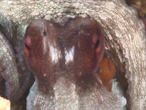 octopus underwater close up ventouse tentacles ocean scenery