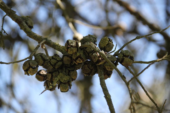 Leyland cypress tree balls seeds and needles