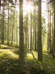 Fototapeta premium morning in the woods