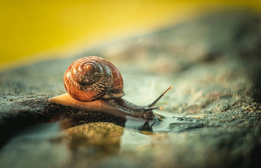 snail on a leaf