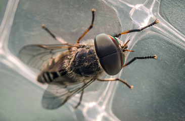 mosquito sucking blood extreme macro