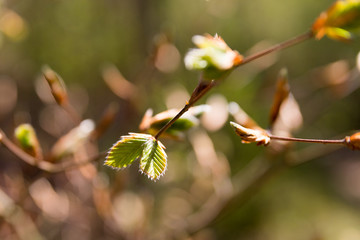 young leaves