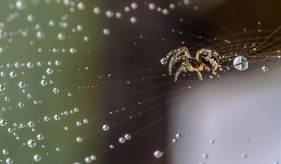 spider on web