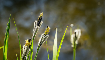 Flowering sedge ‘Carex Nigra’ (Carex melanostachya) on garden pond shore. Fluffy yellow hats on Black or ordinary sedge. Nature concept for spring design. There is place for text