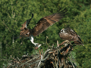 Osprey or more specifically the western osprey (Pandion haliaetus) — also called sea hawk, river hawk, and fish hawk