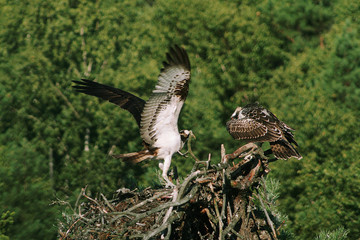 Osprey or more specifically the western osprey (Pandion haliaetus) — also called sea hawk, river hawk, and fish hawk
