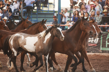 caballo, caballos, rodeo, yegua, yeguas, garañon, naturaleza, manada , rocillo, 