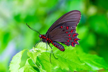 Closeup beautiful butterfly in a summer garden