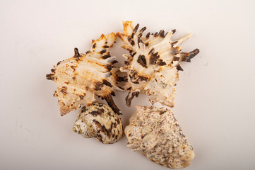 Different seashells on a white background. Close up.