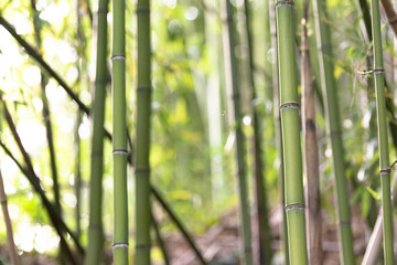 Bamboo in the mountains of Italy.