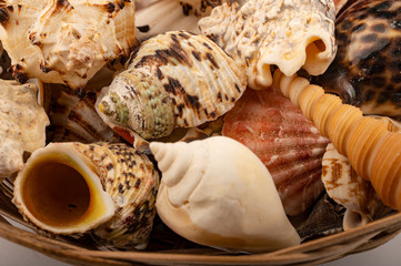 Different shells in a wicker basket on a white background. Close up.
