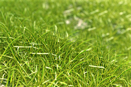 Realistic lawn with green grass render 3d