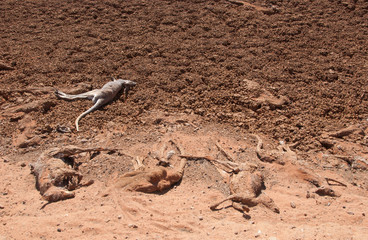 Dead kangaroos around a dried up waterhole during a drought in the  outback of New South Wales, Australia.