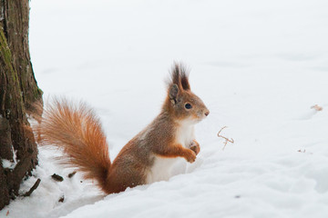 Squirrel in the winter in the snow
