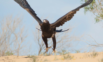  Wedge-tailed eagle  in flight in the  South Australian desert.