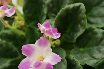 Obraz premium pink white african violet flower