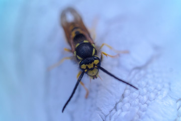 european yellow wasp macro photo