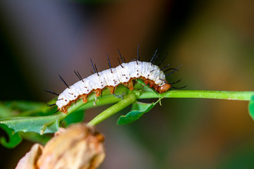 Close up beautiful caterpillar of butterfly  
