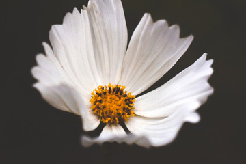 Fototapeta premium white daisy flower
