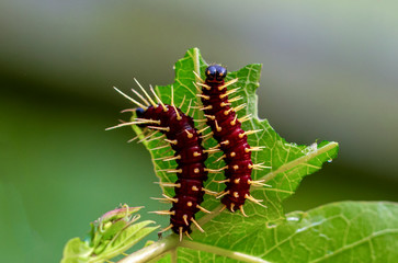 Close up beautiful caterpillar of butterfly  