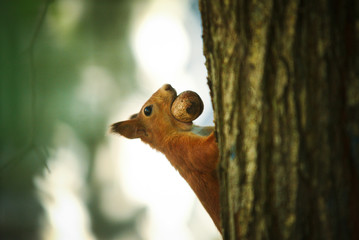 Squirrel with a nut in his mouth eating a nut
