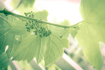 immature black wine grapes close-up