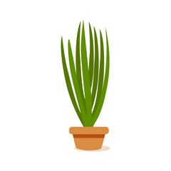 Isolated cactus icon