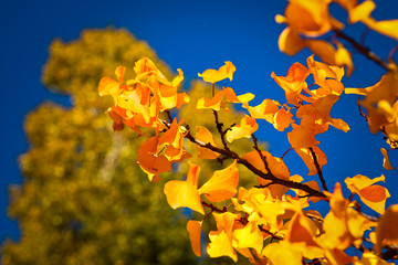 Yellow leaves in autumn