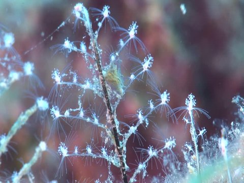 hydra colony Eudendrium  underwater close up ocean scenery wild macro life