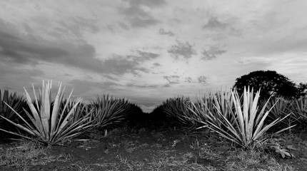 Tequila agave  lanscape Black and White