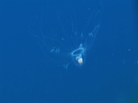 Turritopsis nutricula Turritopsis dohrnii Oceania O. armata immortal underwater closing jellyfish ocean scenery