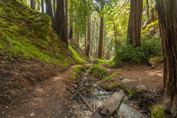 Trail in the woods next to a creek