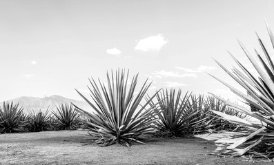 Tequila agave  lanscape Black and White - obrazy, fototapety, plakaty