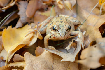 forest frog merging with the color of autumn foliage, biological mechanisms of protection from...