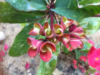 Pink and White Succulent flower