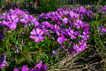 Naklejka na ściany i meble A Patch of Small Purple Flowers on a Sunny Day