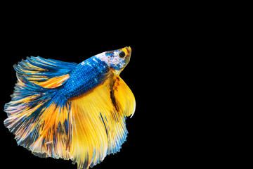 Betta splendens fighting fish in Thailand on isolated black background. The moving moment beautiful of blue&yellow Siamese betta fish with copy space.