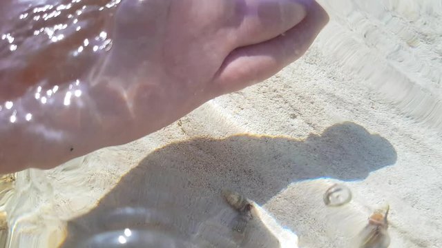 Extreme close-up of male Caucasian hand putting sea snails into water. Unrecognizable man turning marine gastropod mollusks back into ocean. Nature, lifestyle, ecosystem.