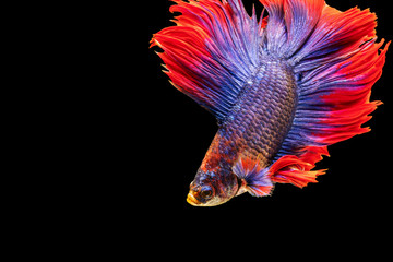 Betta splendens fighting fish in Thailand on isolated black background. The moving moment beautiful of blue&red Siamese betta fancy fish with copy space.